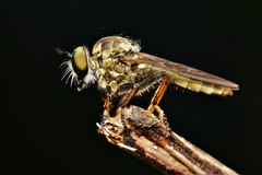 Ommatiini