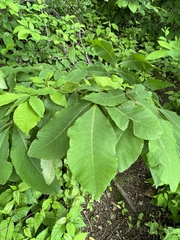 Phylloxera foveola
