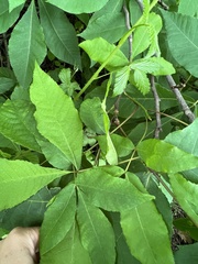 Phylloxera foveola
