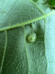 Phylloxera foveola