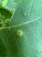Phylloxera foveola