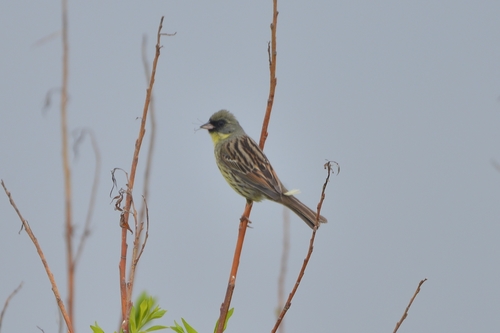 Masked Bunting (Emberiza personata), photo 6