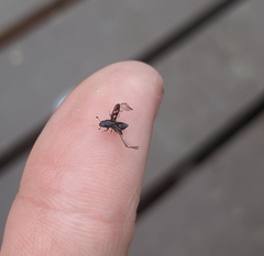 Glischrochilus vittatus