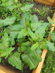 Rumex