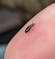 Glischrochilus vittatus