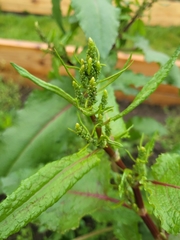 Rumex