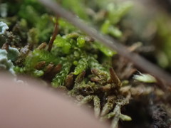 Eurhynchiastrum pulchellum