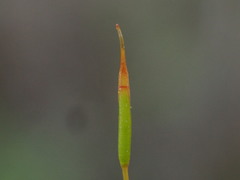 Encalypta rhaptocarpa