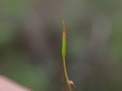 Encalypta rhaptocarpa