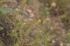 Arnebia coerulea