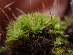 Encalypta rhaptocarpa