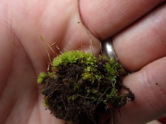 Encalypta rhaptocarpa