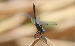 Micrathyria aequalis