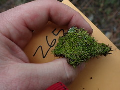 Eurhynchiastrum pulchellum