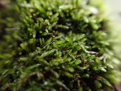 Eurhynchiastrum pulchellum