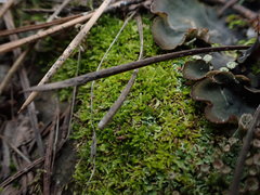 Eurhynchiastrum pulchellum