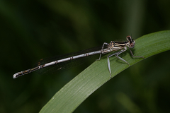 Platycnemis pennipes