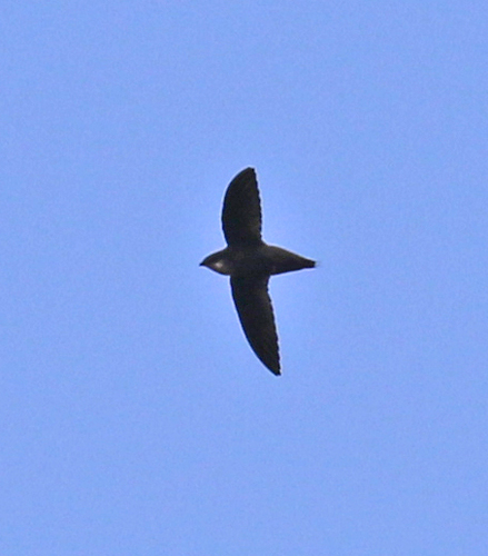 Apodidae image