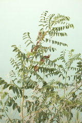 Sphaerophysa salsula