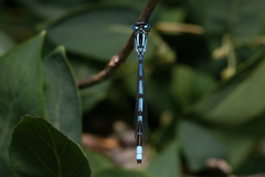 Enallagma cyathigerum