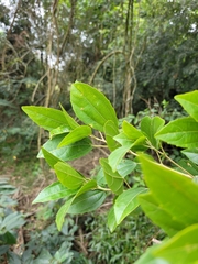 Alchornea triplinervia