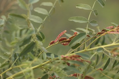 Sphaerophysa salsula