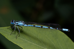 Enallagma cyathigerum