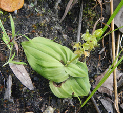 Malaxideae