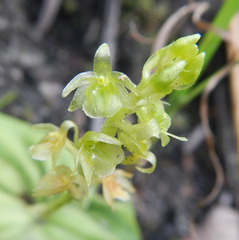 Malaxideae