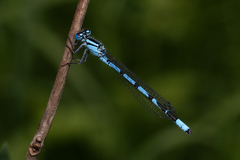 Enallagma cyathigerum