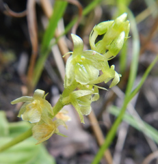 Malaxideae