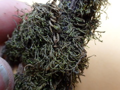 Pterigynandrum filiforme