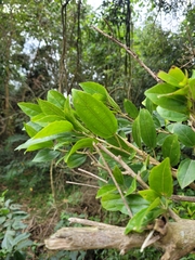 Alchornea triplinervia