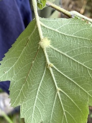 Dasineura crataegibedeguar