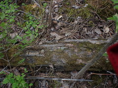 Pterigynandrum filiforme