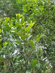 Alchornea triplinervia