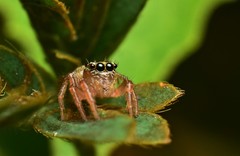 Evarcha