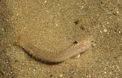 Echiichthys vipera