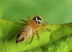 Evarcha