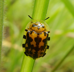 Aspidimorpha nigropunctata