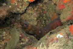 Enchelycore nigricans