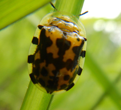Aspidimorpha nigropunctata