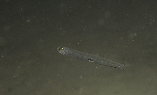 Anchovy (Engraulis encrasicolus) — Engraulidae — 2