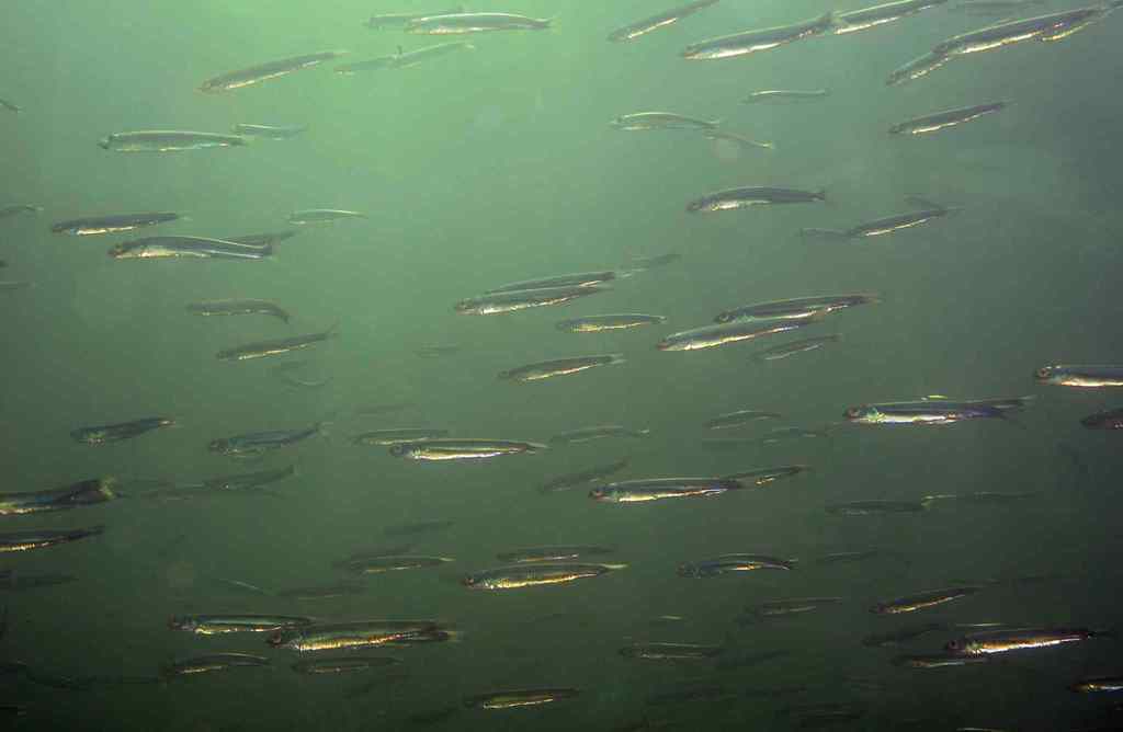 White Anchovy
