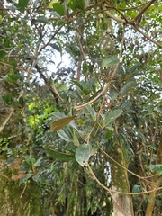 Alchornea triplinervia