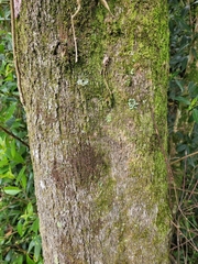 Alchornea triplinervia