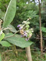 Solanum mauritianum