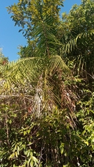 Dypsis leptocheilos