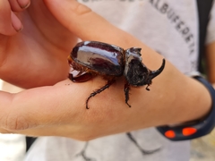 Oryctes nasicornis ameliae