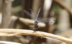 Micrathyria aequalis